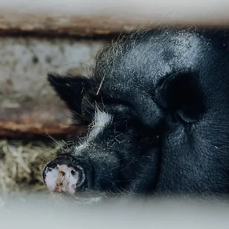 Otel Langwies Genussherberge 4*