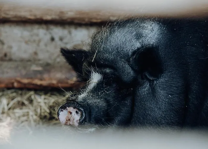 Szálloda Langwies Genussherberge 4*